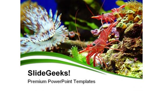 Shrimps Nature PowerPoint Themes And PowerPoint Slides 0411