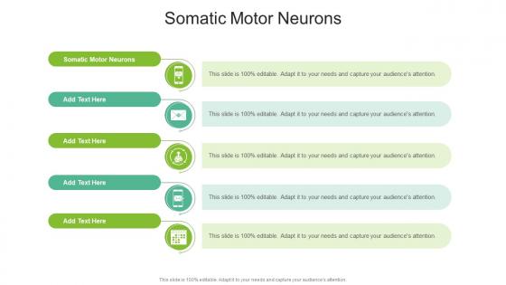 Somatic Motor Neurons In Powerpoint And Google Slides Cpb