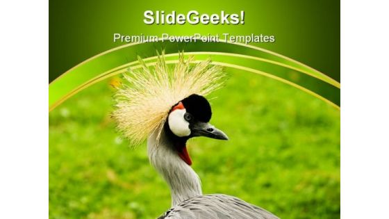 South African Crowned Crane Beauty PowerPoint Templates And PowerPoint Backgrounds 0211