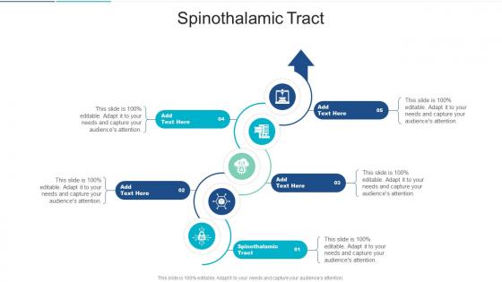 Spinothalamic Tract In Powerpoint And Google Slides Cpb