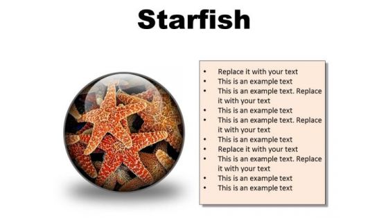 Starfish Animals PowerPoint Presentation Slides C