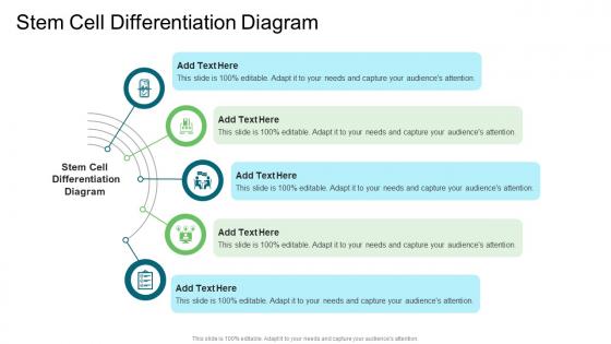 Stem Cell Differentiation Diagram In Powerpoint And Google Slides Cpb