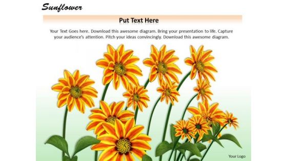 Stock Photo Graphics Of Sunflower For Nature Pwerpoint Slide