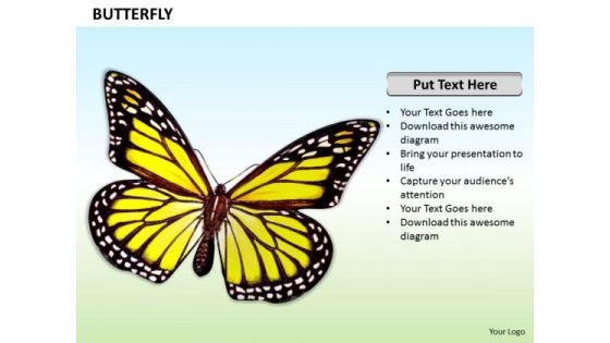 Stock Photo Illustration Of Beautiful Butterfly PowerPoint Slide