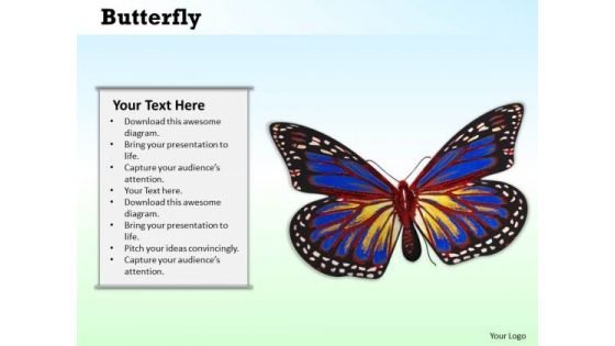 Stock Photo Image Of Beautiful Butterfly PowerPoint Slide