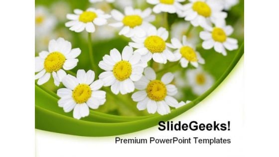 Summer Time Daisies Nature PowerPoint Templates And PowerPoint Backgrounds 0311