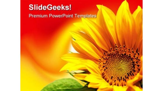 Sunflower Beauty PowerPoint Backgrounds And Templates 1210