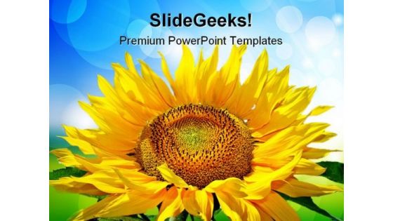 Sunflower Beauty PowerPoint Templates And PowerPoint Backgrounds 0211