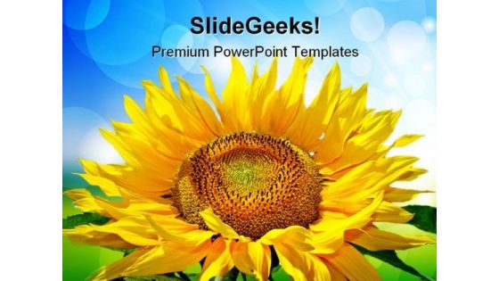 Sunflower Beauty PowerPoint Templates And PowerPoint Backgrounds 0211 Sunflower Beauty PowerPoint Templates And PowerPoint Backgrounds 0211