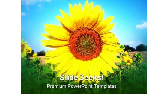 Sunflower In Sky Beauty PowerPoint Templates And PowerPoint Backgrounds 0211