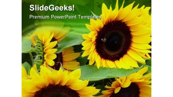Sunflowers Nature PowerPoint Templates And PowerPoint Backgrounds 0311