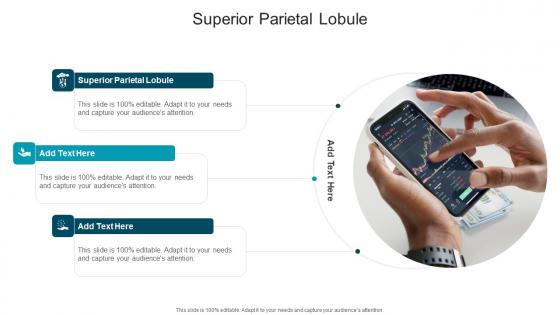 Superior Parietal Lobule In Powerpoint And Google Slides Cpb