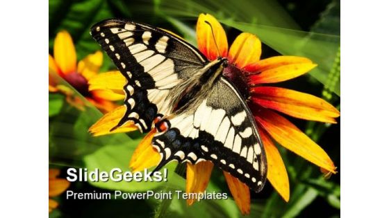 Swallowtail Butterfly Animals PowerPoint Templates And PowerPoint Backgrounds 0111