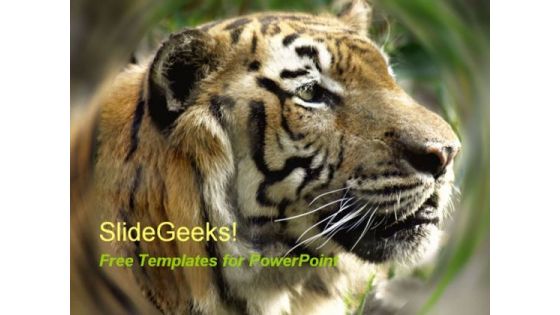 Tiger PowerPoint Template