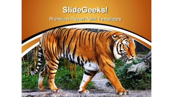 Tiger Animals PowerPoint Templates And PowerPoint Backgrounds 0611