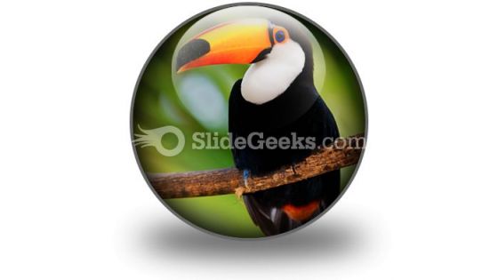 Toucan PowerPoint Icon C Toucan PowerPoint Icon C