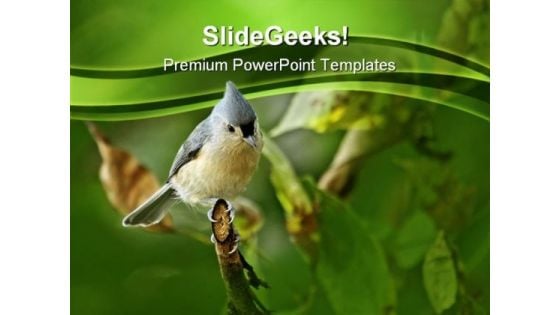 Tufted Titmouse Baeolophus Animals PowerPoint Templates And PowerPoint Backgrounds 0211