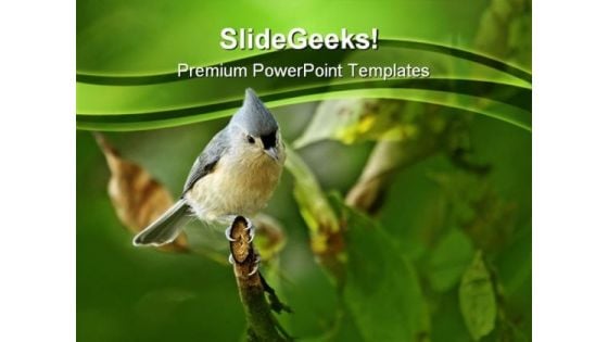 Tufted Titmouse Baeolophus Animals PowerPoint Themes And PowerPoint Slides 0211 Tufted Titmouse Baeolophus Animals PowerPoint Themes And PowerPoint Slides 0211