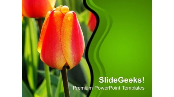 Tulip Bud For Decoration Wedding PowerPoint Templates Ppt Backgrounds For Slides 0313 Tulip Bud For Decoration Wedding PowerPoint Templates Ppt Backgrounds For Slides 0313