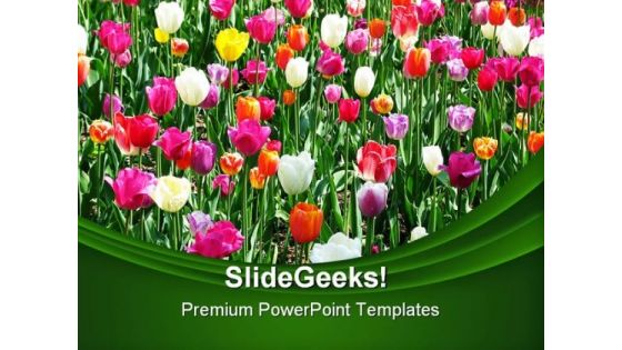 Tulip Field Beauty PowerPoint Templates And PowerPoint Backgrounds 0211