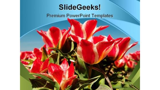 Tulips Beauty PowerPoint Backgrounds And Templates 0111