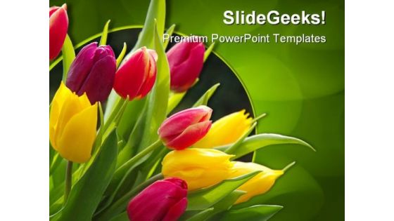 Tulips Beauty PowerPoint Template 0810