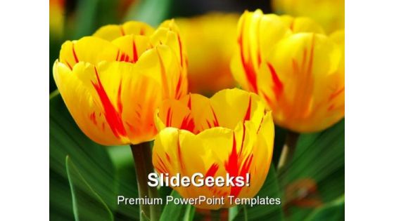 Tulips Beauty PowerPoint Templates And PowerPoint Backgrounds 0211