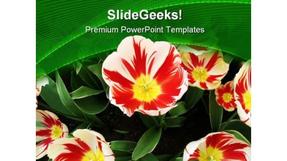 Tulips Flower Beauty PowerPoint Themes And PowerPoint Slides 0411 Tulips Flower Beauty PowerPoint Themes And PowerPoint Slides 0411