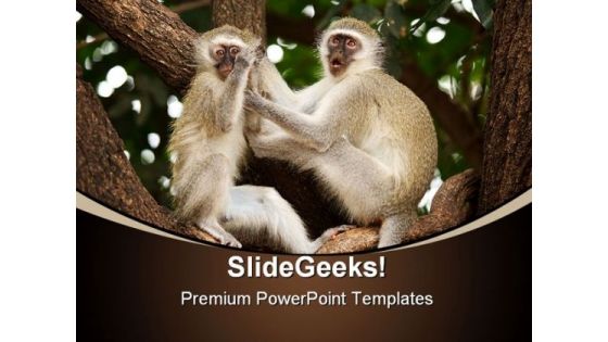 Vervet Monkeys Animals PowerPoint Templates And PowerPoint Backgrounds 0211