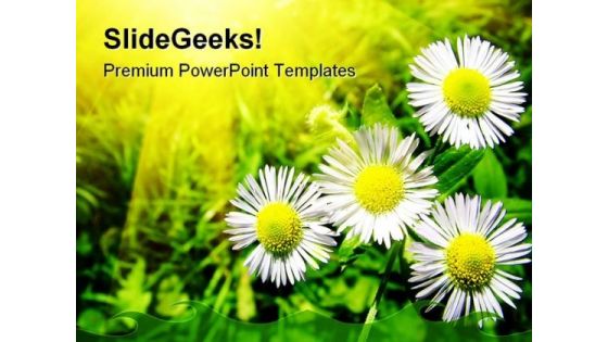 White Chamomiles Flowers Beauty PowerPoint Themes And PowerPoint Slides 0411