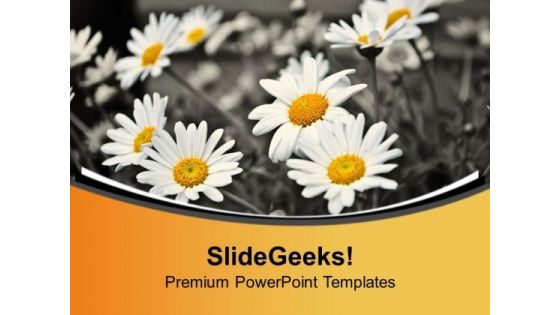 White Daisy Flower Background PowerPoint Templates Ppt Backgrounds For Slides 0613