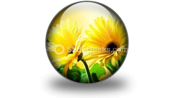 Yellow Daises PowerPoint Icon C Yellow Daises PowerPoint Icon C