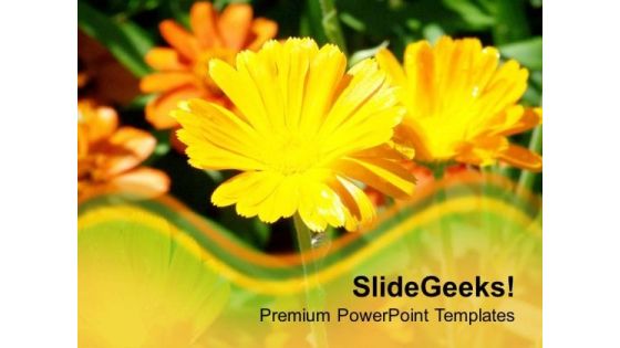 Yellow Daisy Flower Background PowerPoint Templates Ppt Backgrounds For Slides 0613