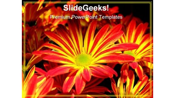 Yellow Red Daisy Flower Beauty PowerPoint Templates And PowerPoint Backgrounds 0311