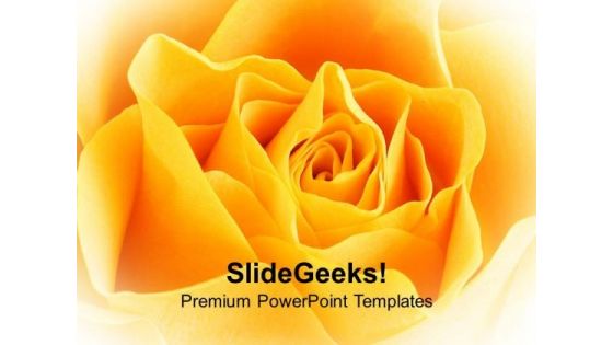 Yellow Rose Beauty PowerPoint Templates Ppt Backgrounds For Slides 0213