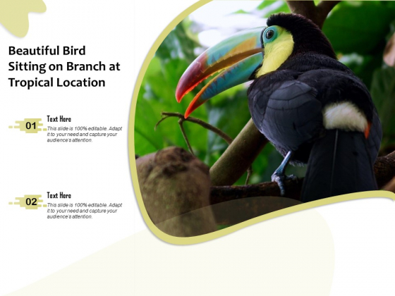 Beautiful Bird Sitting On Branch At Tropical Location Ppt PowerPoint Presentation Gallery Infographics PDF