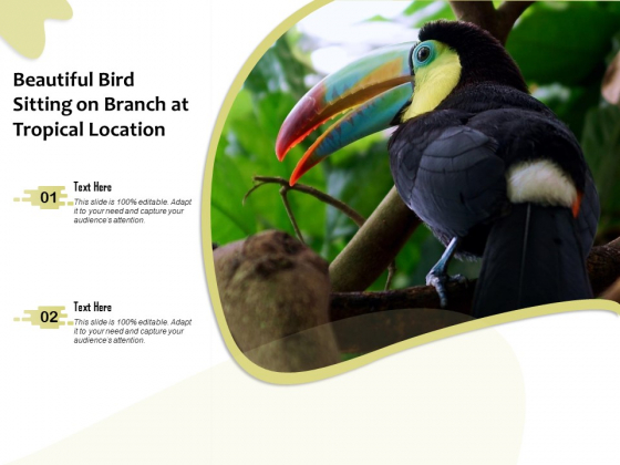 Beautiful Bird Sitting On Branch At Tropical Location Ppt PowerPoint Presentation Gallery Infographics PDF Beautiful Bird Sitting On Branch At Tropical Location Ppt PowerPoint Presentation Gallery Infographics PDF