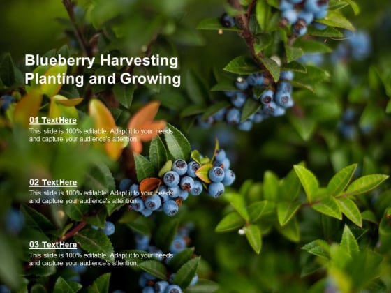 Blueberry Harvesting Planting And Growing Ppt Powerpoint Presentation Styles Example File Blueberry Harvesting Planting And Growing Ppt Powerpoint Presentation Styles Example File