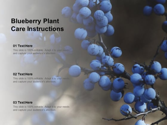 Blueberry Plant Care Instructions Ppt Powerpoint Presentation Ideas Demonstration Blueberry Plant Care Instructions Ppt Powerpoint Presentation Ideas Demonstration