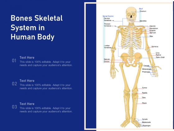 Bones Skeletal System In Human Body Ppt PowerPoint Presentation File Slides PDF