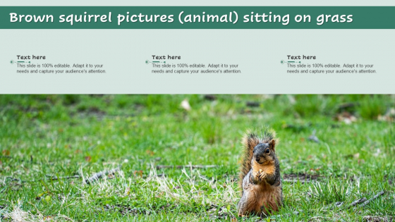 Brown Squirrel Pictures Animal Sitting On Grass Ppt Layouts Demonstration PDF