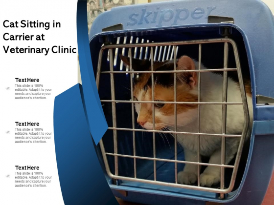 Cat Sitting In Carrier At Animal Hospital Ppt PowerPoint Presentation Slides Visuals PDF