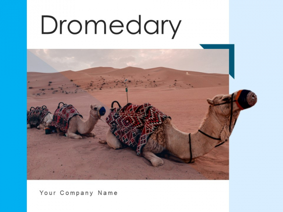 Dromedary Captivity Gear Ppt PowerPoint Presentation Complete Deck Dromedary Captivity Gear Ppt PowerPoint Presentation Complete Deck