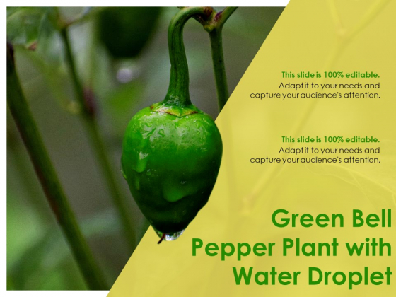 Green Bell Pepper Plant With Water Droplet Ppt PowerPoint Presentation Inspiration Graphics Template PDF