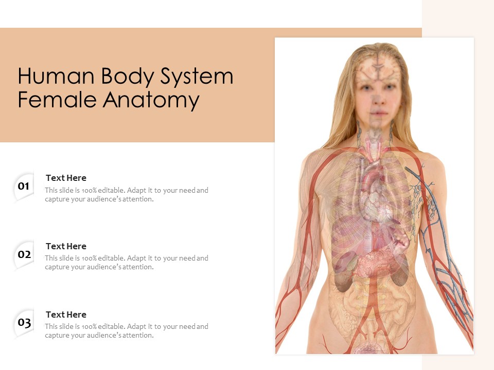 Human Body System Female Anatomy Ppt PowerPoint Presentation Icon Pictures PDF