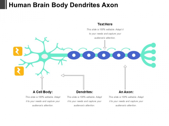 Human Brain Body Dendrites Axon Ppt PowerPoint Presentation Pictures Background Image PDF