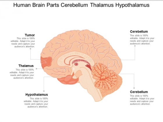 Human Brain Parts Cerebellum Thalamus Hypothalamus Ppt Powerpoint Presentation Slides