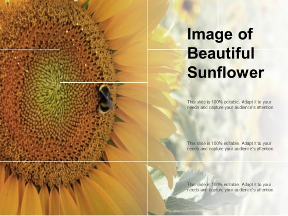 Image Of Beautiful Sunflower Ppt PowerPoint Presentation Pictures Slide Download
