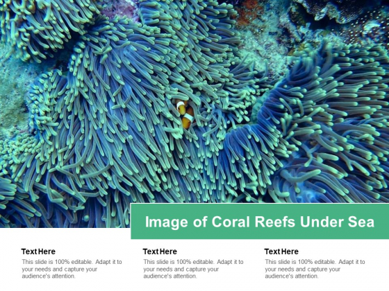 Image Of Coral Reefs Under Sea Ppt PowerPoint Presentation Icon Skills