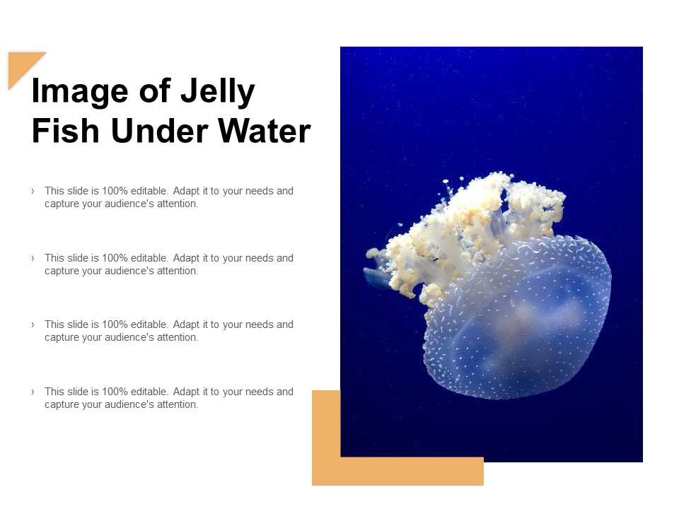 Image Of Jelly Fish Under Water Ppt Powerpoint Presentation Layouts Graphic Tips